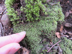 Plagiothecium curvifolium