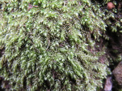 Plagiothecium curvifolium