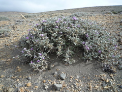 Astragalus geminiflorus