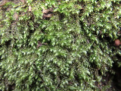 Plagiothecium curvifolium