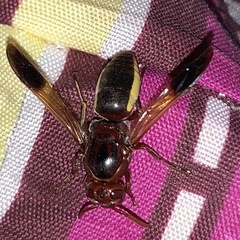 Rhynchium marginellum