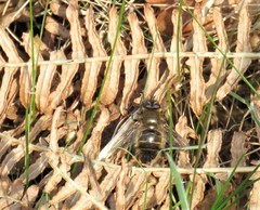 Tachina ursina