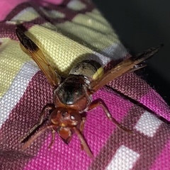 Rhynchium marginellum