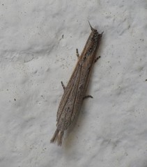 Fissicrambus profanellus