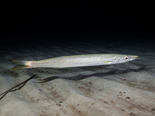 European Barracuda
