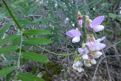 Lathyrus polyphyllus