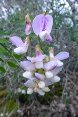 Lathyrus polyphyllus