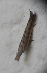 Fissicrambus profanellus