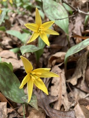 Erythronium rostratum