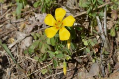 Oxalis macrantha