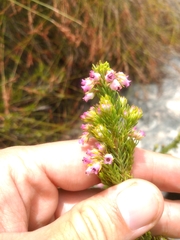 Erica phillipsii