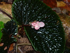 Begonia ruthiae