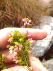 Erica phillipsii