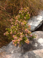 Erica phillipsii