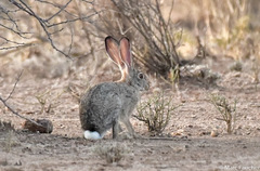Lepus habessinicus