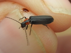 Rhagonycha lineola