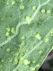 Eriophyes plucheae