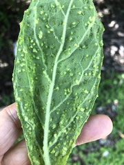 Eriophyes plucheae