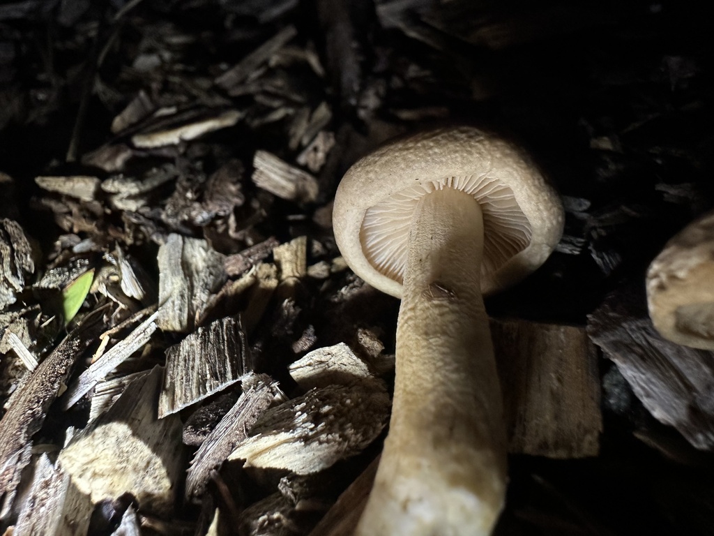 Agrocybe putaminum · April 2026 · photo: © marmalade101 (iNaturalist, cc0)