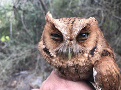 Megascops guatemalae