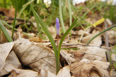 Scilla forbesii