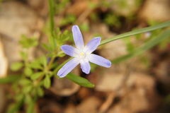 Scilla forbesii
