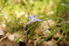 Scilla forbesii