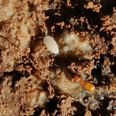 Platyarthrus hoffmannseggii