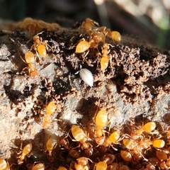 Platyarthrus hoffmannseggii