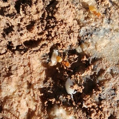 Platyarthrus hoffmannseggii