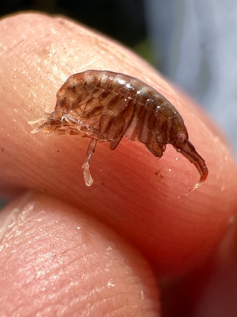 Isaea montagui