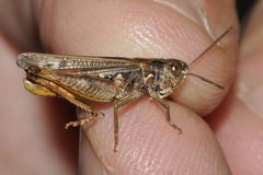 Omocestus haemorrhoidalis