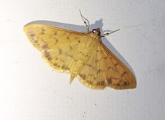 Patania balteata