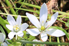 Ornithogalum umbellatum