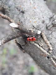 Pelonides quadripunctata
