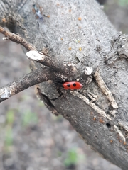 Pelonides quadripunctata