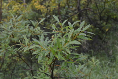 Salix boganidensis