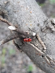 Pelonides quadripunctata