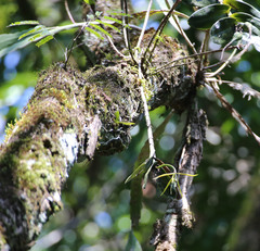 Epidendrum nocturnum