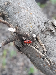 Pelonides quadripunctata