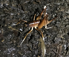 Penalva flavocalceata