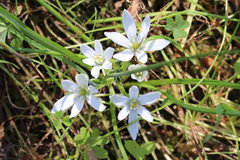 Ornithogalum umbellatum