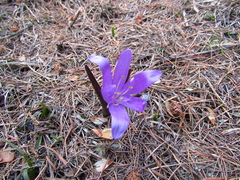 Colchicum bulbocodium