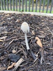 Coprinellus flocculosus