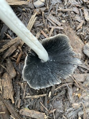 Coprinellus flocculosus