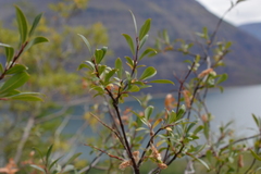 Salix boganidensis