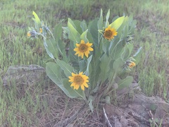 Wyethia helenioides