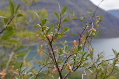Salix boganidensis