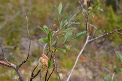 Salix boganidensis