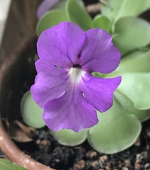 Pinguicula cyclosecta